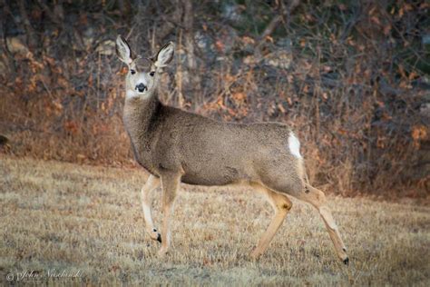 Castle Rock Colorado Mule Deer Doe Scenic Colorado Pictures