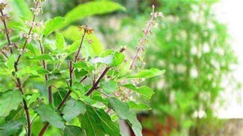 Tulsi Plant तुलसी के पौधे को बार बार न दें पानी दुर्भाग्य से बचने के