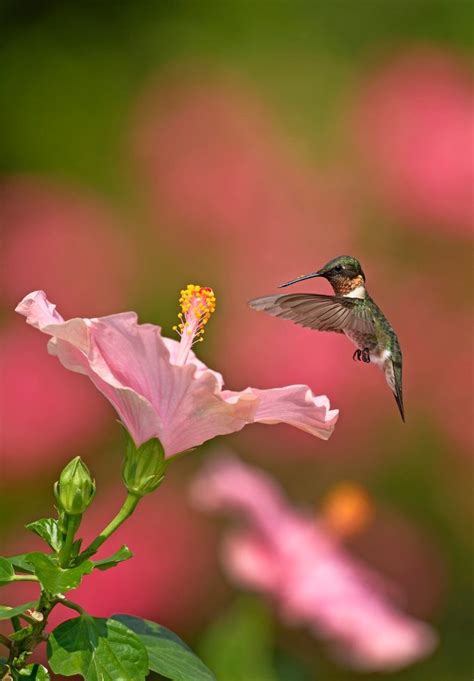 Hummingbird Migration Takes an Incredible Journey