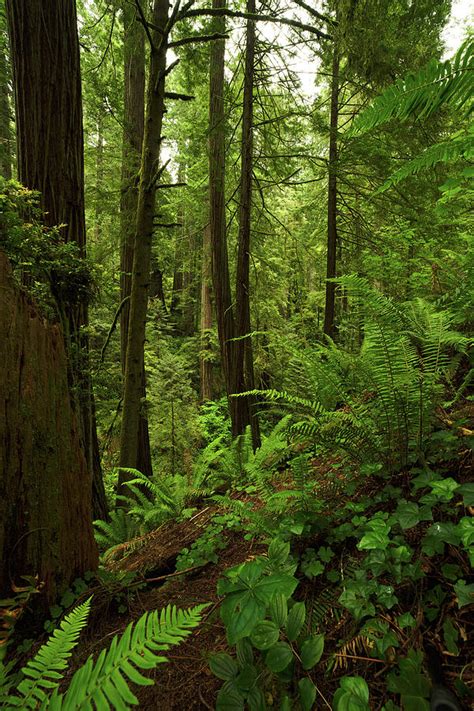 Smith River Redwoods Photograph by TL Mair