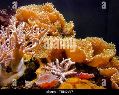 Marine Pollution On Corals Underwater In The Tropical Coral Reef Of The