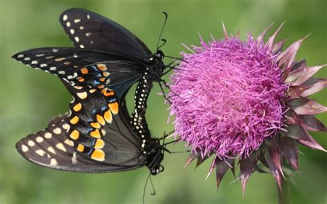 Two Black Yellow Dots Butterfly On Purple Flowers In Green Background