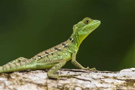 Costa Rica I