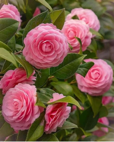 Guide:on How To Grow And Care Camellia Plant