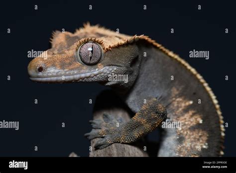 New Caledonian Crested Gecko Hi Res Stock Photography And Images Alamy