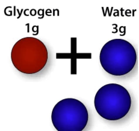 Recarga de glucógeno muscular en qué consiste