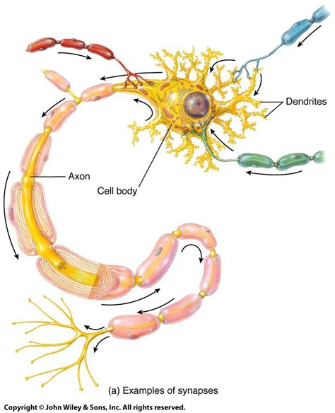 synapse Diagram | Quizlet