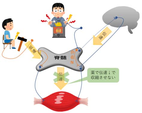 中枢系筋弛緩薬：単シナプス反射・多シナプス反射どちらを抑制？ マインドマップ薬学