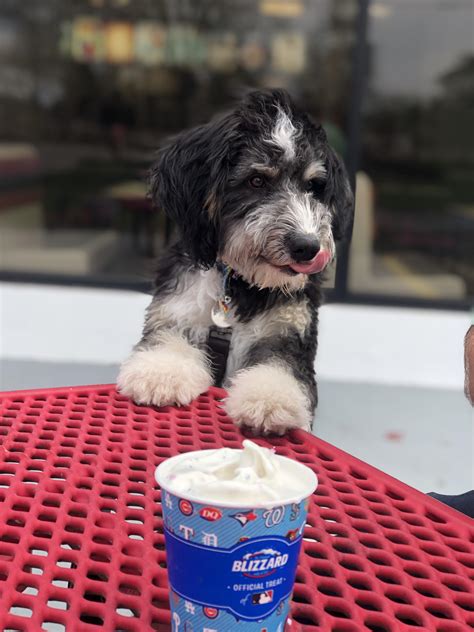 After Her Ate His Pup Cup Ice Cream Pip Decided He Needed To Beg For My