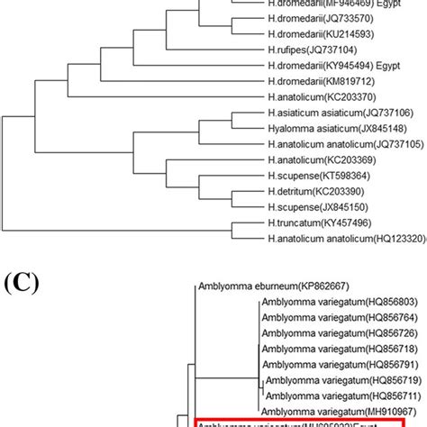 Phylogenetic Relationships Based On The Its Region Sequences Of Ticks