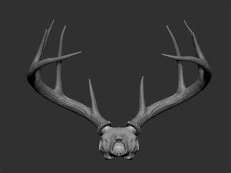 White Tailed Deer Skull And Antlers 3d Model 49 Obj Free3d