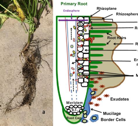 Diagrammatic Representation Of Plant Rhizobacteria Interactions A A