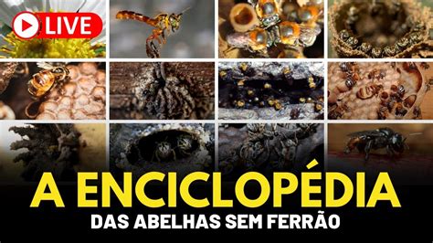 Explorando A Diversidade De 8 Espécies De Abelhas Sem Ferrão 2