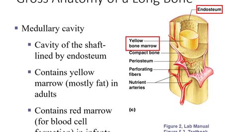 Gross Anatomy Of The Typical Long Bone Answer Key Gross Anat