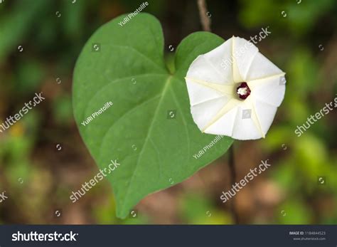 Flower Obscure Morning Glory Ipomoea Obscura Stock Photo 1184844523