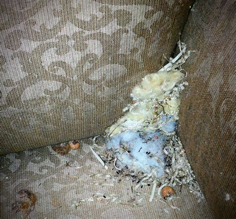 Can Mice Live In Couch at Herman Dunlap blog