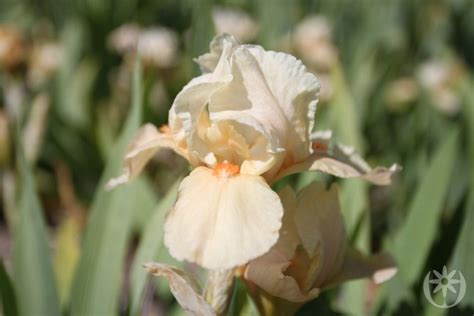 Apricot Silk Bouwmeester Vaste Planten