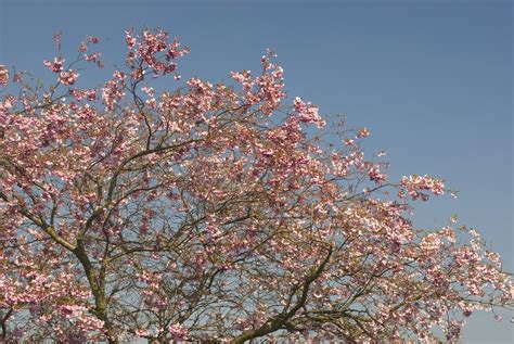 Cherry tree blossom Creative Commons Stock Image