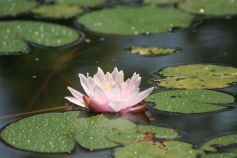 Pink Lily Plant Hd Wallpaper Wallpaper Flare