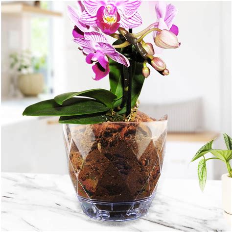 PANDEYA Orchideentopf Mit Untertasse Orchideentopf Transparent