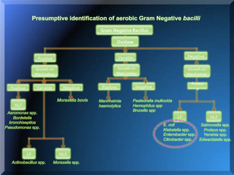 Lec Enteric Gram Negative Bacteria Pt Flashcards Quizlet