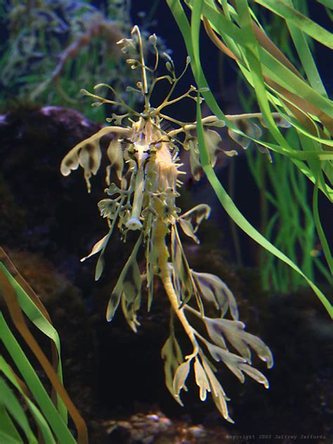 LOVE IN PARADISE: Leafy Sea Dragon