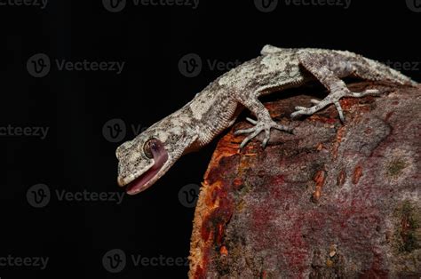 Close Up Of Kotschy S Naked Toed Gecko In Its Natural Habitat On A