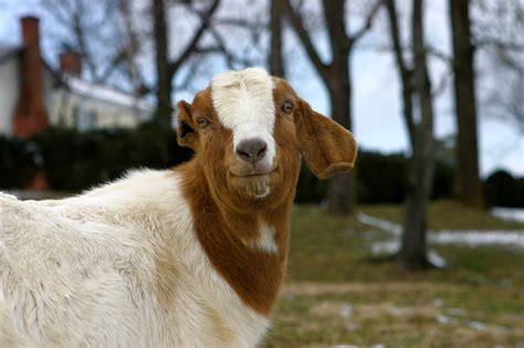 Definitive Guide To Boer Goat Facts, Habitat, Conservation Status, Zoo ...