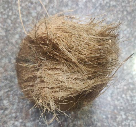 A Grade Solid Dry Semi Husked Coconut Coconut Size Medium At Rs 25