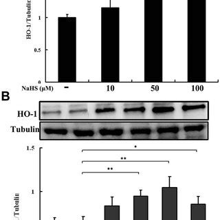 Nahs Inhibited Tnf A Induced Expression Of Icam And Vcam Huvec