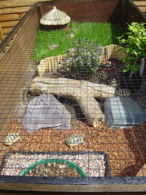 Tortoise outdoor enclosure information – Artofit