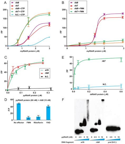 Experimental Validation Of The RbkR Regulons By In Vitro DNA Binding