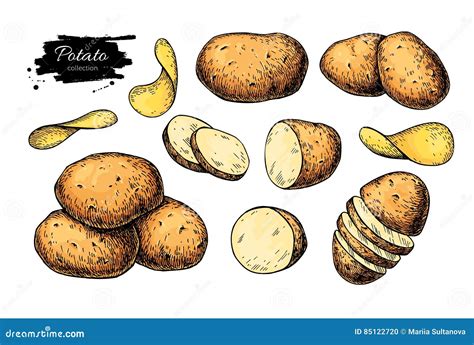 Potato Drawing Set Vector Isolated Potatoes Heap Sliced Pieces And