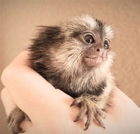 Buying a Marmoset Monkey