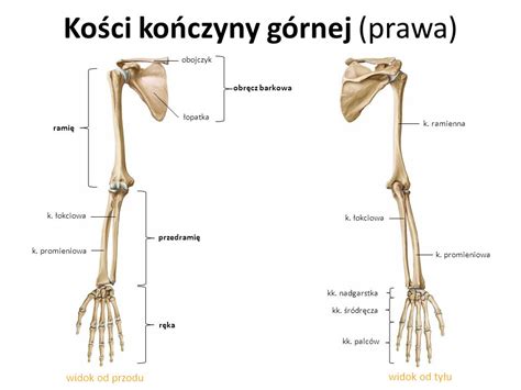 Układ ruchu cz 5 Symbolika i konflikty kończyny górnej Zgoda na to