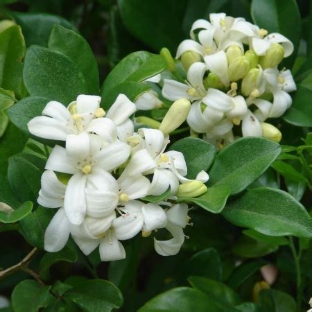 Orange Jasmine Shrub, Murraya Paniculata 20 seeds/pack - Perennial Seeds