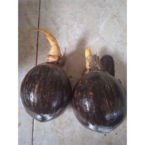 Jual Bahan Bonsai Kelapa Gading Orange Shopee Indonesia