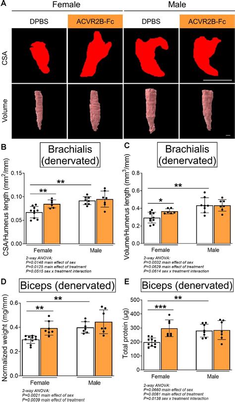 Figures And Data In Sex Specific Role Of Myostatin Signaling In