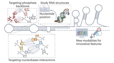 靶向 Rna 的小分子方法nature Reviews Chemistry X Mol