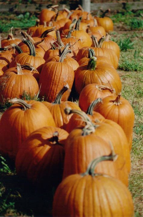 How To Keep A Pumpkin From Rotting So It Lasts All Season Countryside