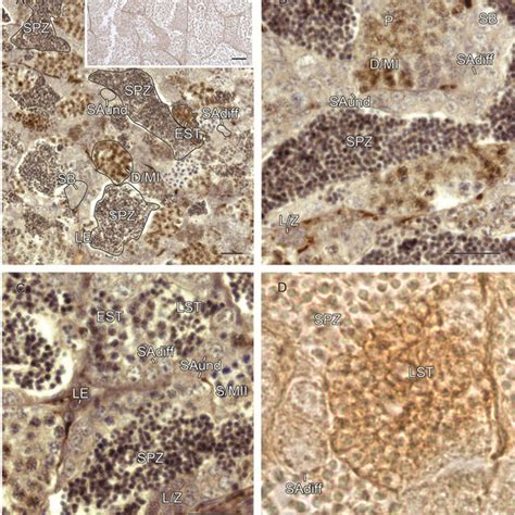 Expression Of Ptma In The Testis Of Adult Zebrafish Western Blot