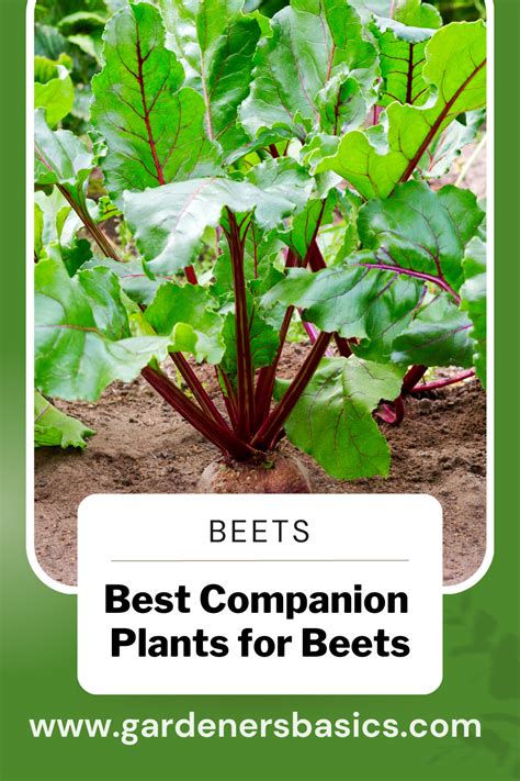 Discover The Magic Of Companion Planting For Beets