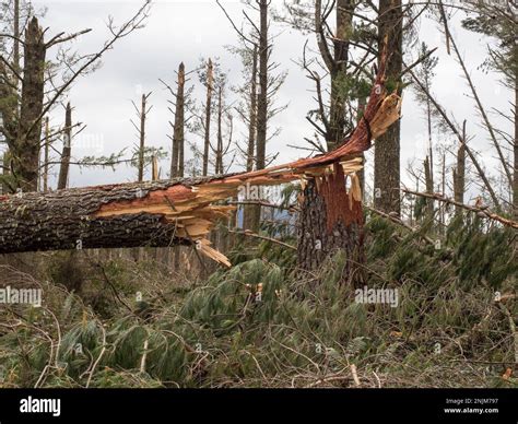 A Close View Of A Snapped Pine Tree Trunk In A Forest After Storm