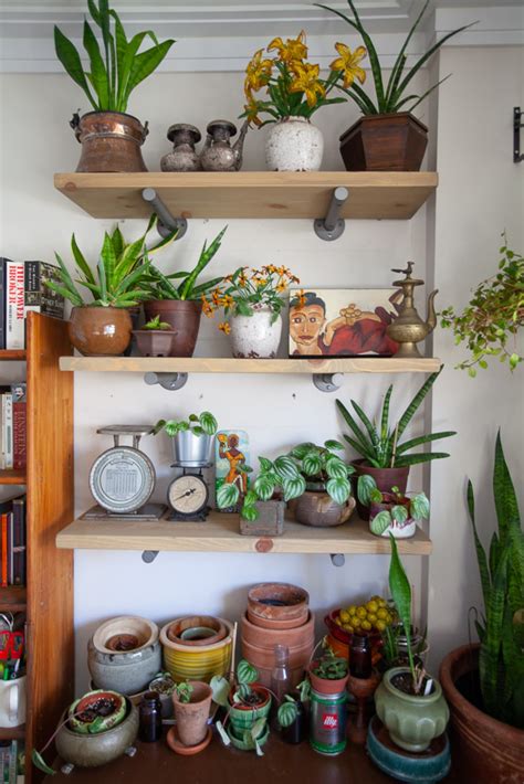 How To Display Houseplants Of Our Favorite Plant Display Ideas