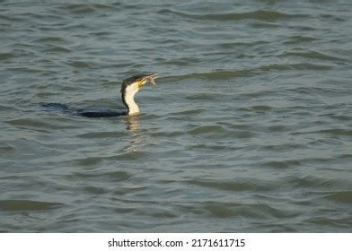 Oiseaux Images Stock Photos Vectors Shutterstock