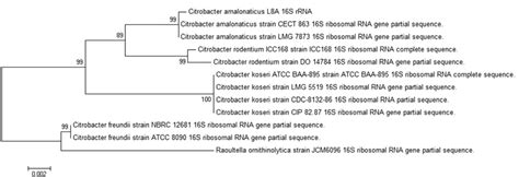 Maximum Likelihood Phylogenetic Tree Of C Amalonaticus L A S Rrna