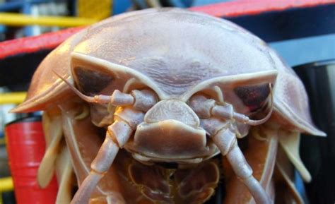 Giant Isopod Amazing Zoology