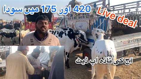 Mandra Mandi Today Latest Update Ll Dhani Bulls Ll Part 1 Ll Domail