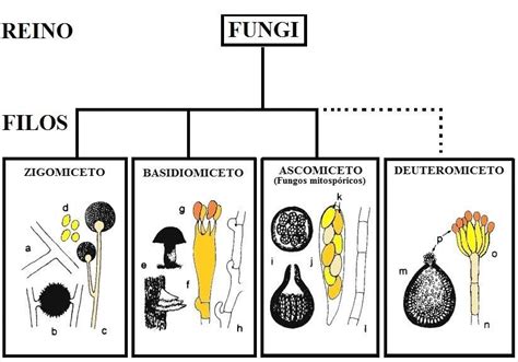 Classificação dos Fungos Zigomiceto a hifa cenocítica b zigósporo