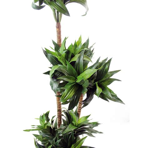 Dracaena Artificiel Compacta Dracaenas Artificiels Artiplantes